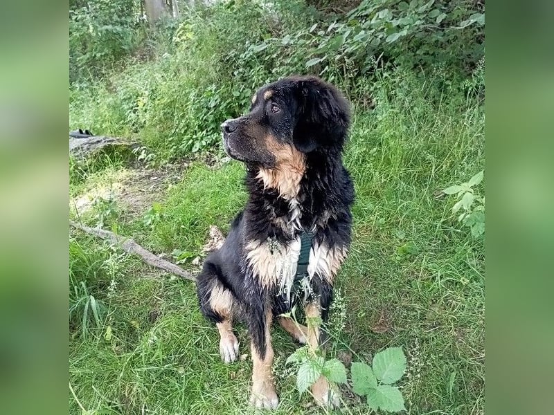Wunderschöner Bär sucht dich!