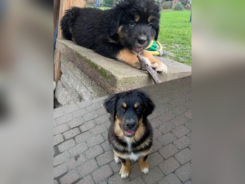 Wunderschöner Bär sucht dich!