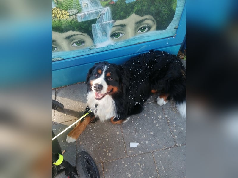 Berner Sennenhund Deckrüde