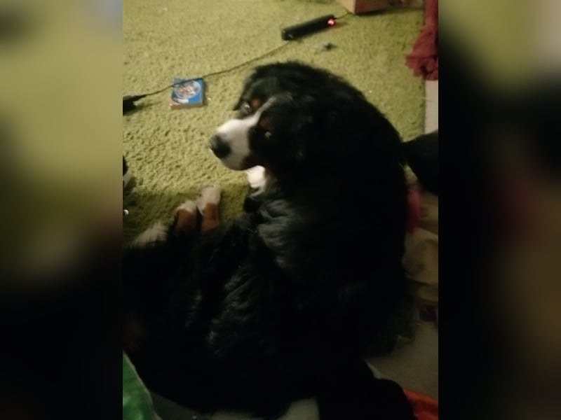Berner Sennenhund Deckrüde