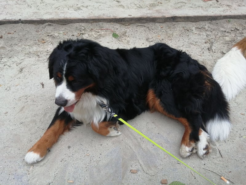 Berner Sennenhund Deckrüde