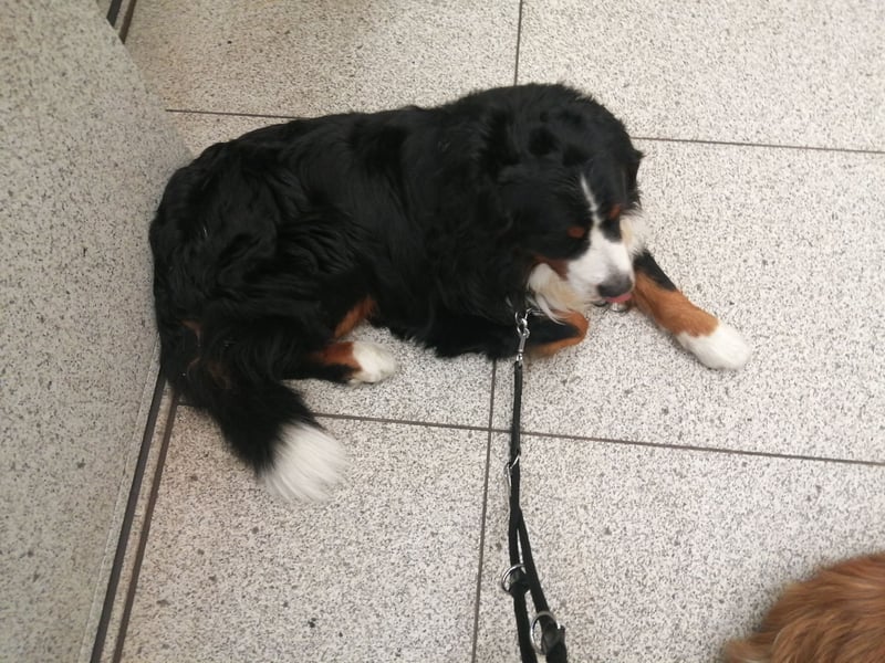 Berner Sennenhund Deckrüde