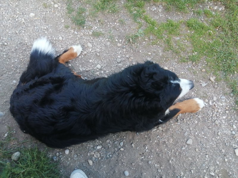 Berner Sennenhund Deckrüde