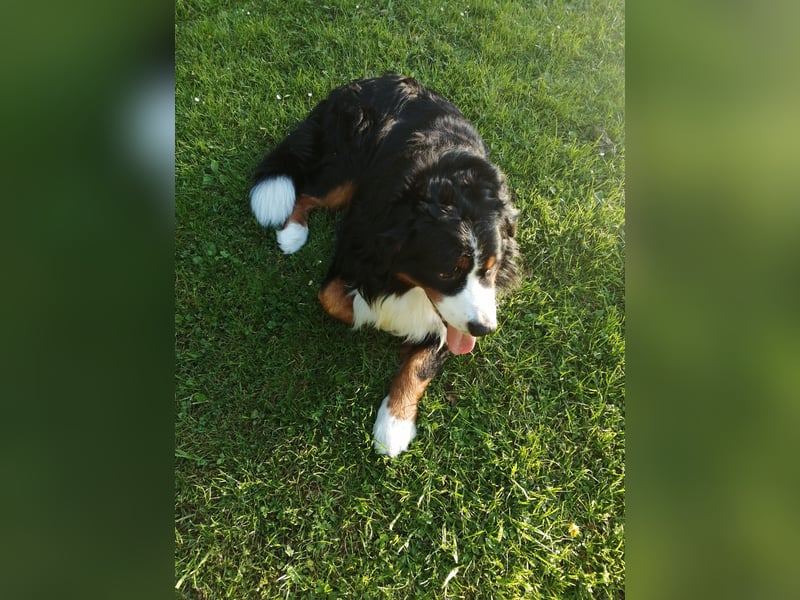 Berner Sennenhund Deckrüde