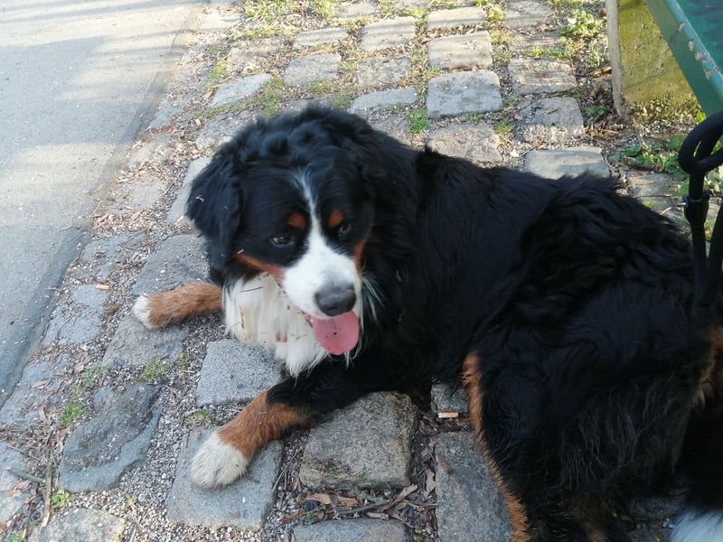 Berner Sennenhund Deckrüde
