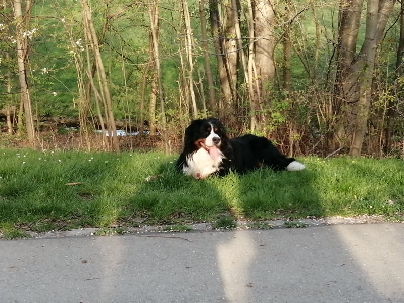 Berner Sennenhund Deckrüde
