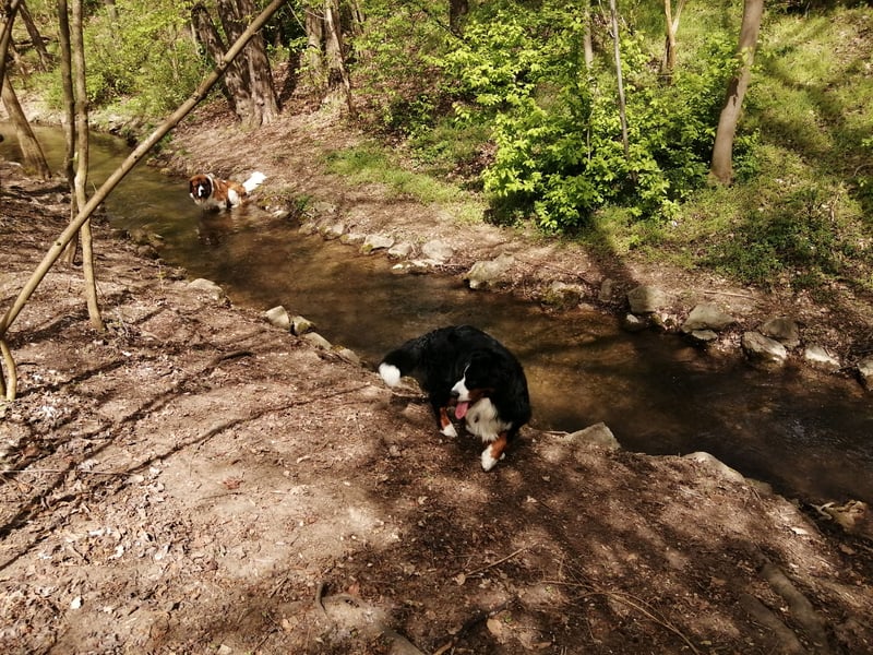 Berner Sennenhund Deckrüde