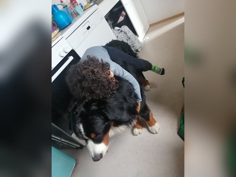 Berner Sennenhund Deckrüde