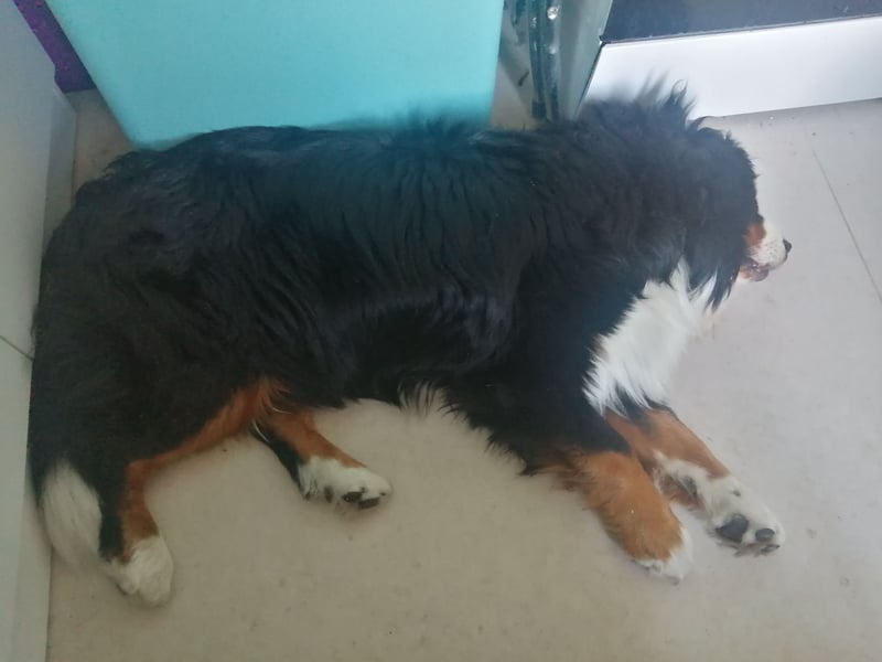 Berner Sennenhund Deckrüde