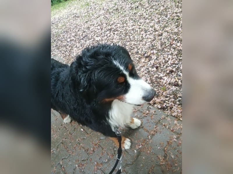 Berner Sennenhund Deckrüde