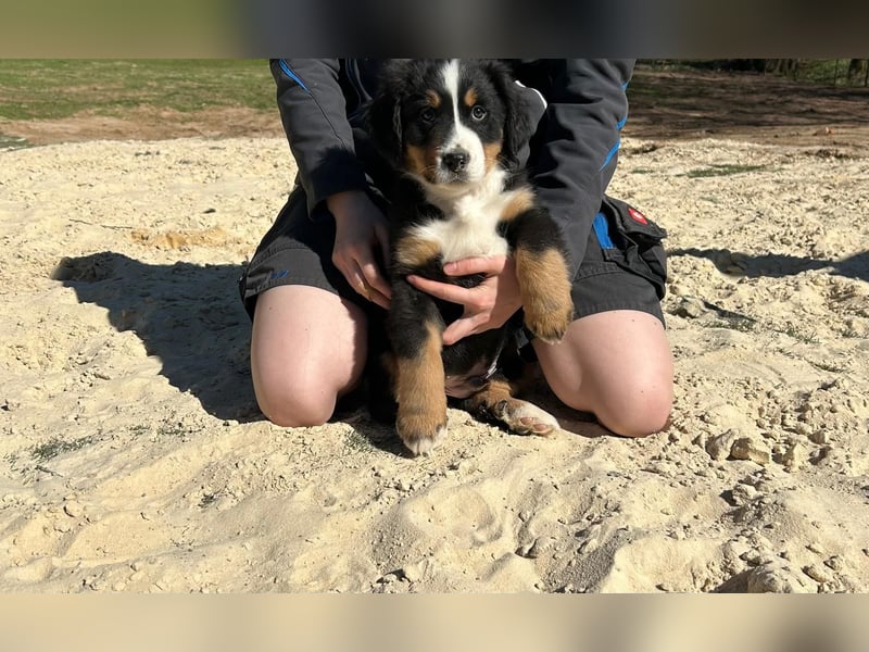 Berner Sennen Welpen