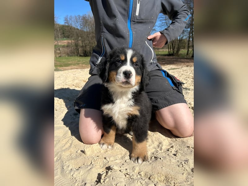 Berner Sennen Welpen