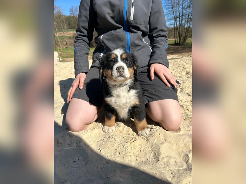 Berner Sennen Welpen