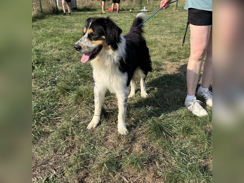 Max, geboren 27.06.2022, 65cm sucht ländliches Zuhause
