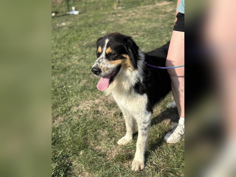 Max, geboren 27.06.2022, 65cm sucht ländliches Zuhause