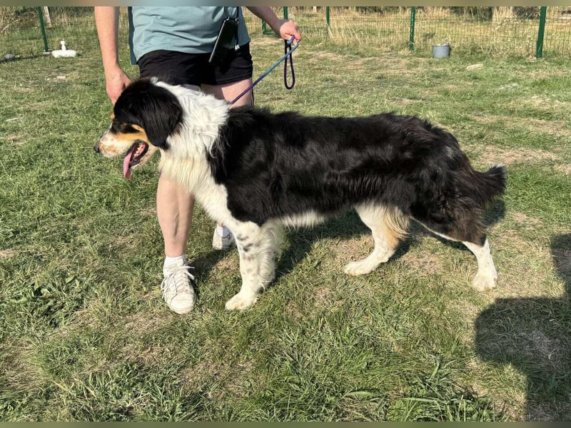 Max, geboren 27.06.2022, 65cm sucht ländliches Zuhause