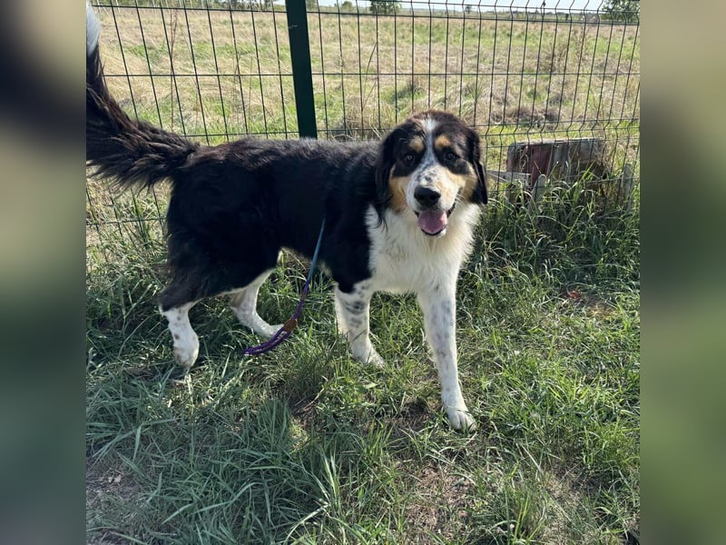 Max, geboren 27.06.2022, 65cm sucht ländliches Zuhause