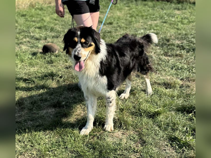 Max, geboren 27.06.2022, 65cm sucht ländliches Zuhause