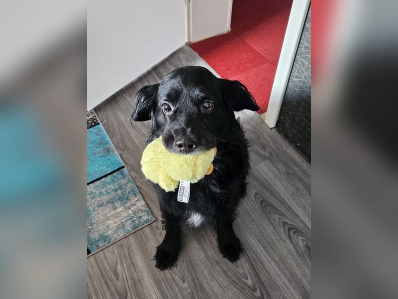 Berner Sennenhund mix