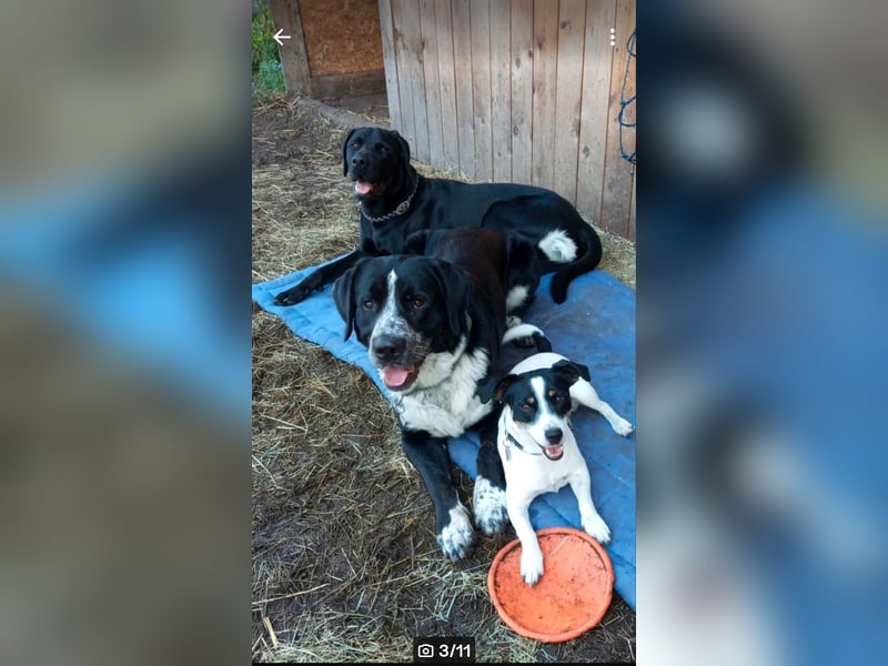 Passendes Zuhause gesucht