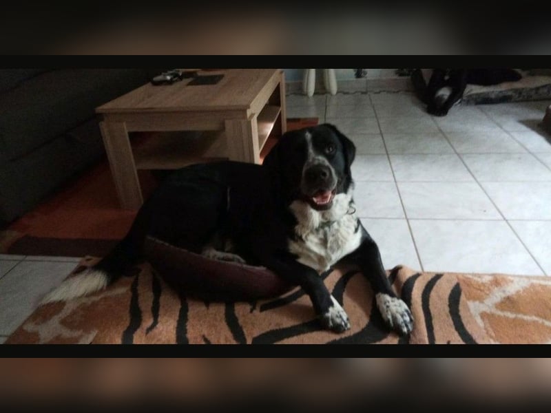 Passendes Zuhause gesucht