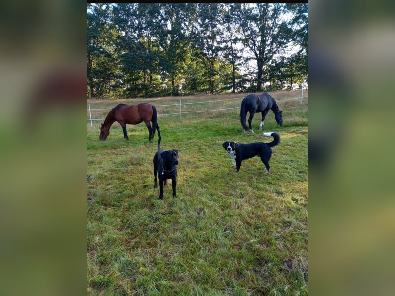 Passendes Zuhause gesucht