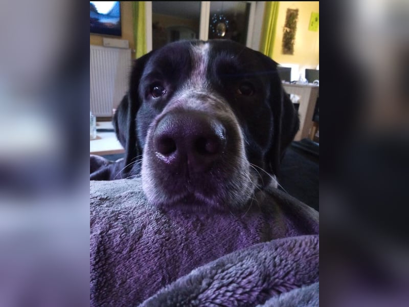 Passendes Zuhause gesucht