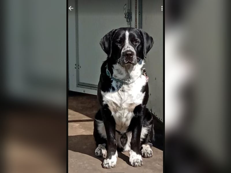 Passendes Zuhause gesucht