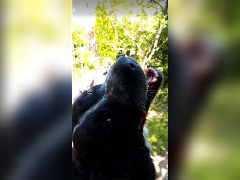 Passendes Zuhause gesucht