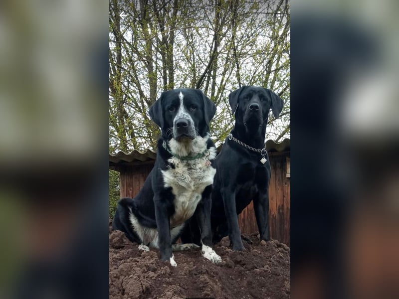 Passendes Zuhause gesucht
