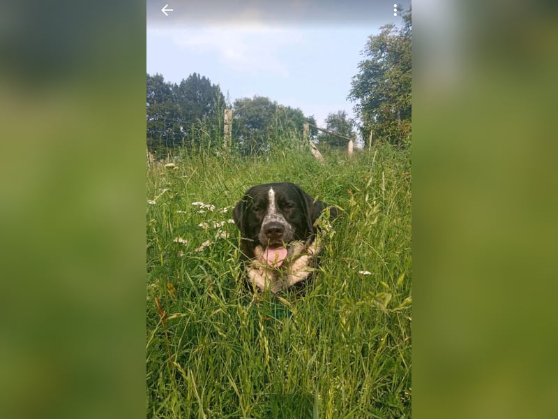 Passendes Zuhause gesucht