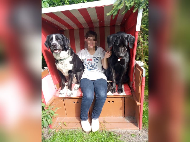 Passendes Zuhause gesucht