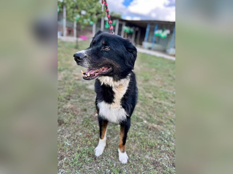 Jack (2) sucht einen Gnadenplatz