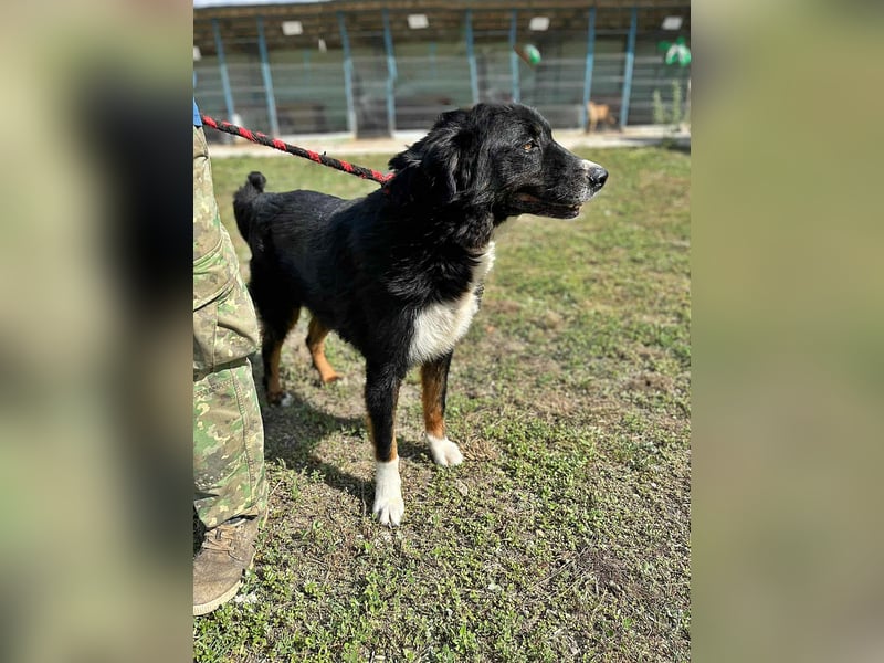 Jack (2) sucht einen Gnadenplatz