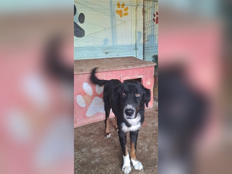 Jack (2) sucht einen Gnadenplatz