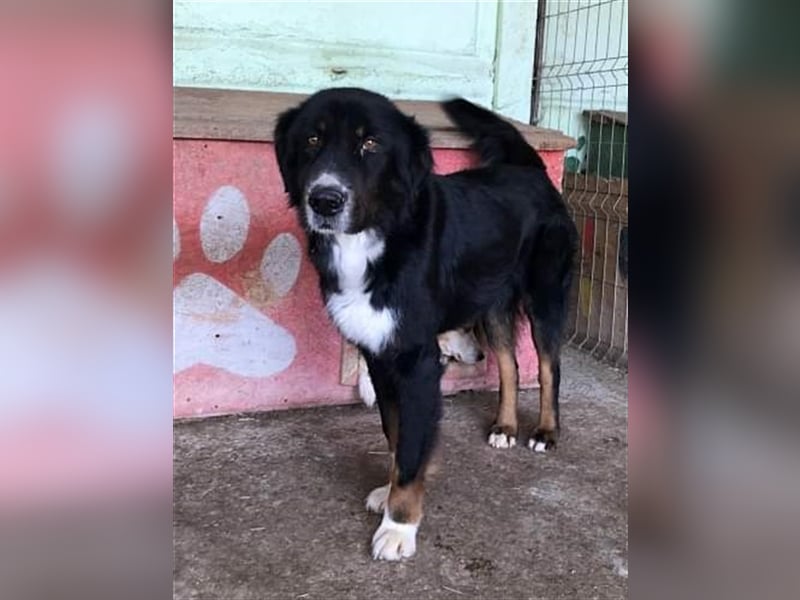Jack (2) sucht einen Gnadenplatz