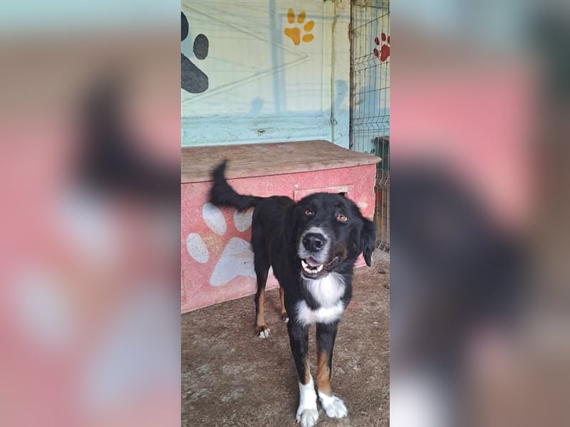 Jack (2) sucht einen Gnadenplatz