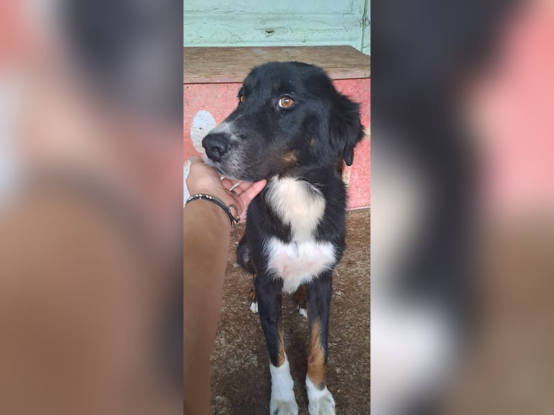 Jack (2) sucht einen Gnadenplatz