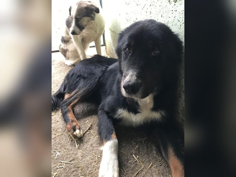 Jack (2) sucht einen Gnadenplatz