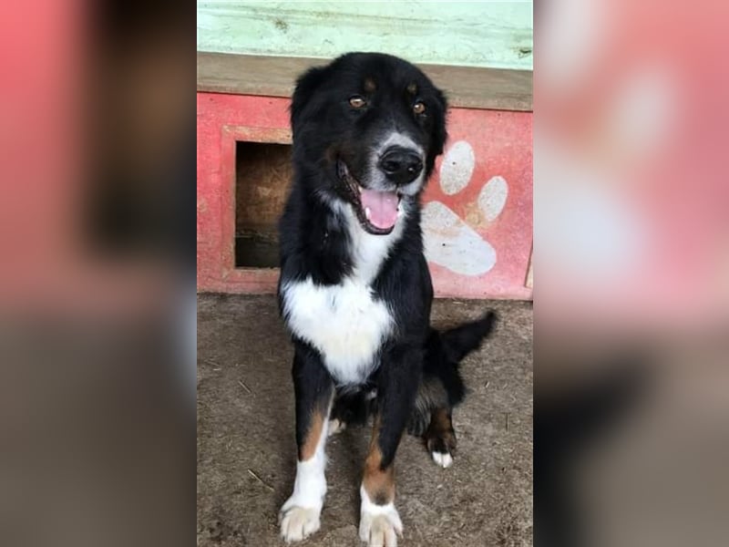 Jack (2) sucht einen Gnadenplatz
