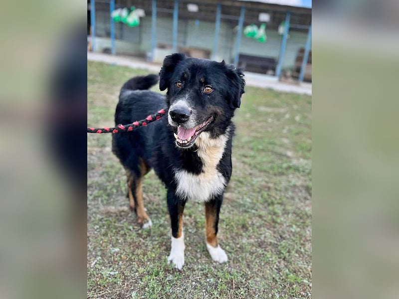Jack (2) sucht einen Gnadenplatz