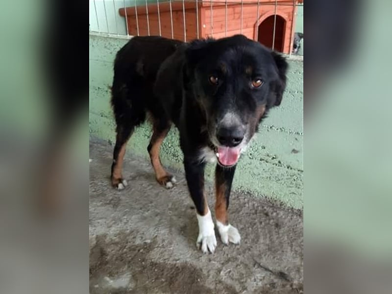 Jack (2) sucht einen Gnadenplatz