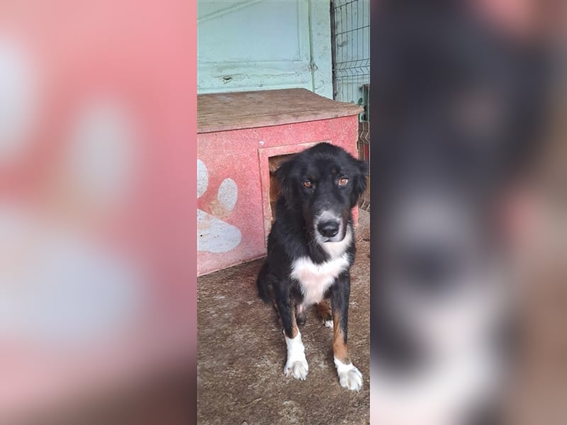 Jack (2) sucht einen Gnadenplatz