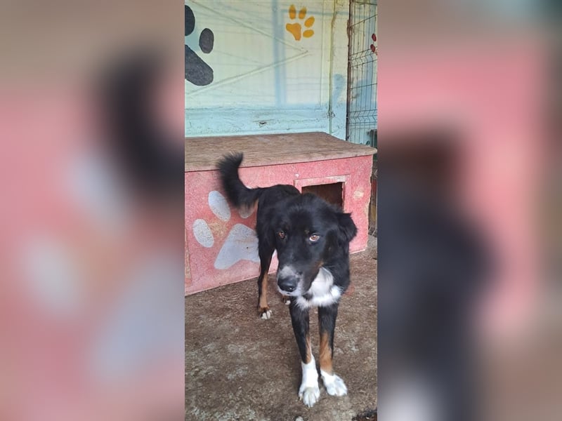 Jack (2) sucht einen Gnadenplatz