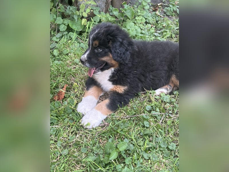 BernerSenne/ Australian Shepard