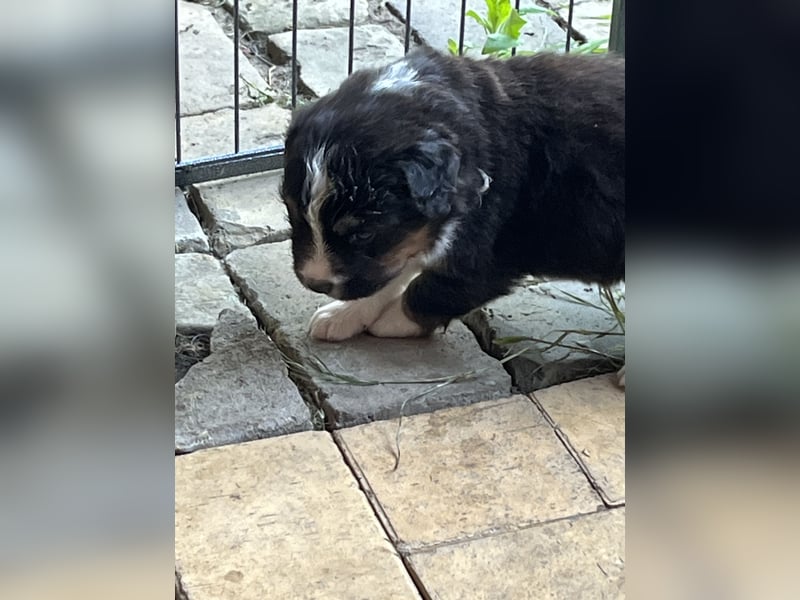 BernerSenne/ Australian Shepard