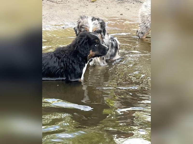 BernerSenne/ Australian Shepard