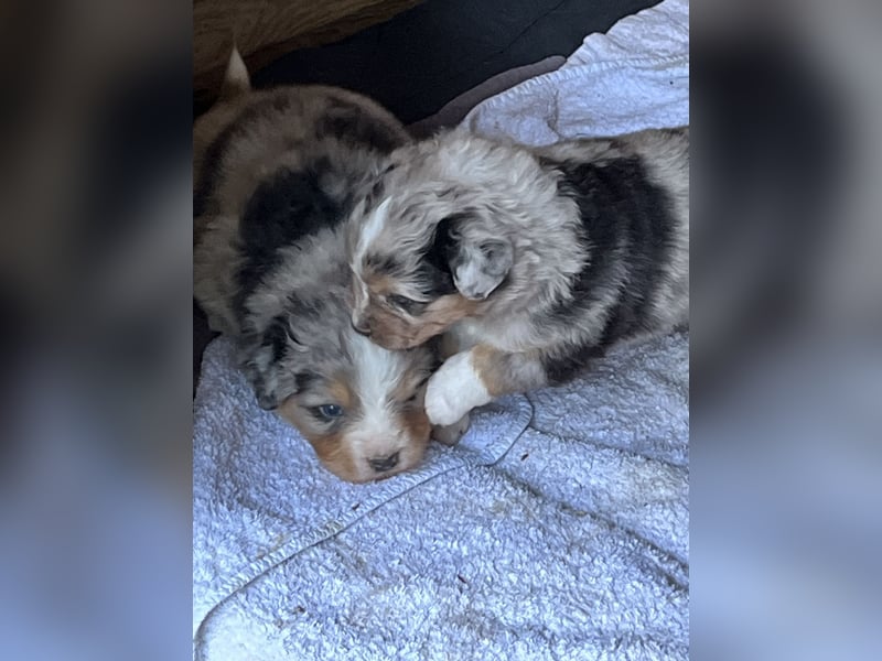 BernerSenne/ Australian Shepard
