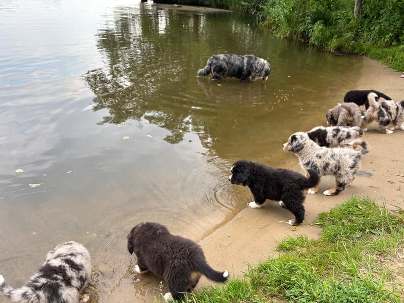 BernerSenne/ Australian Shepard