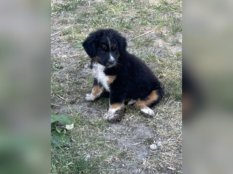 BernerSenne/ Australian Shepard